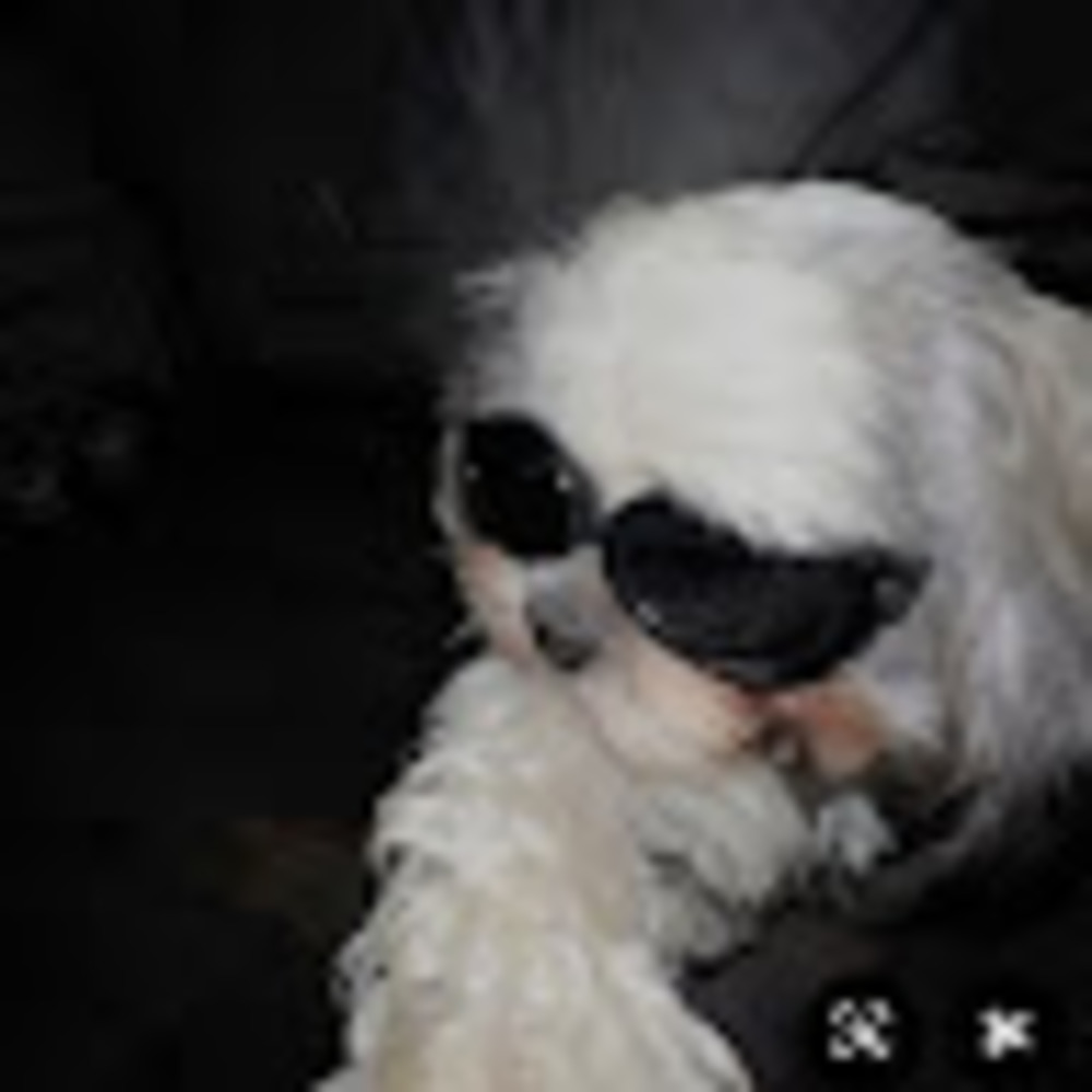 Meet your Posher, Sunny